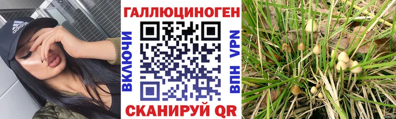 Псилоцибиновые грибы MAGIC MUSHROOMS как найти наркотики Аксай